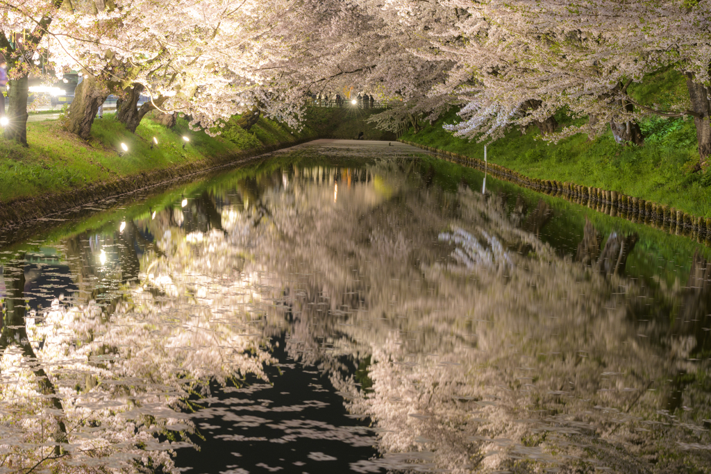 夜桜