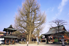 大銀杏