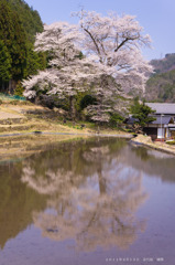 苗代桜