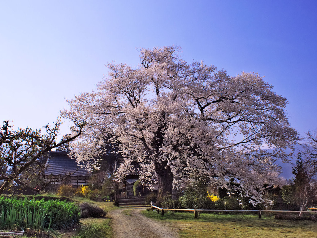 松源寺の門前桜・満開
