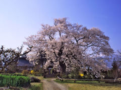 松源寺の門前桜・満開