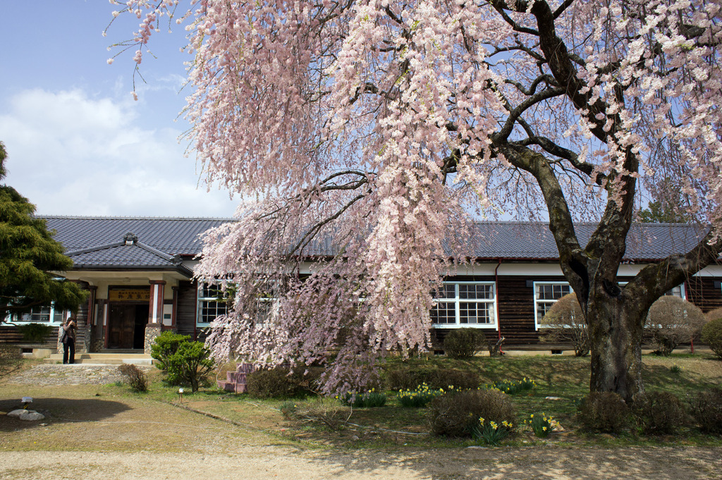 しだれ桜満開