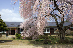 しだれ桜満開