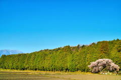 朝焼けの一本桜