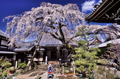 一本桜