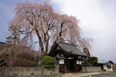 増泉寺のしだれ桜
