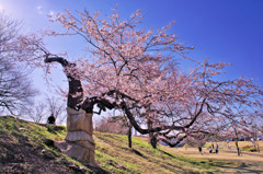 老桜の輝き