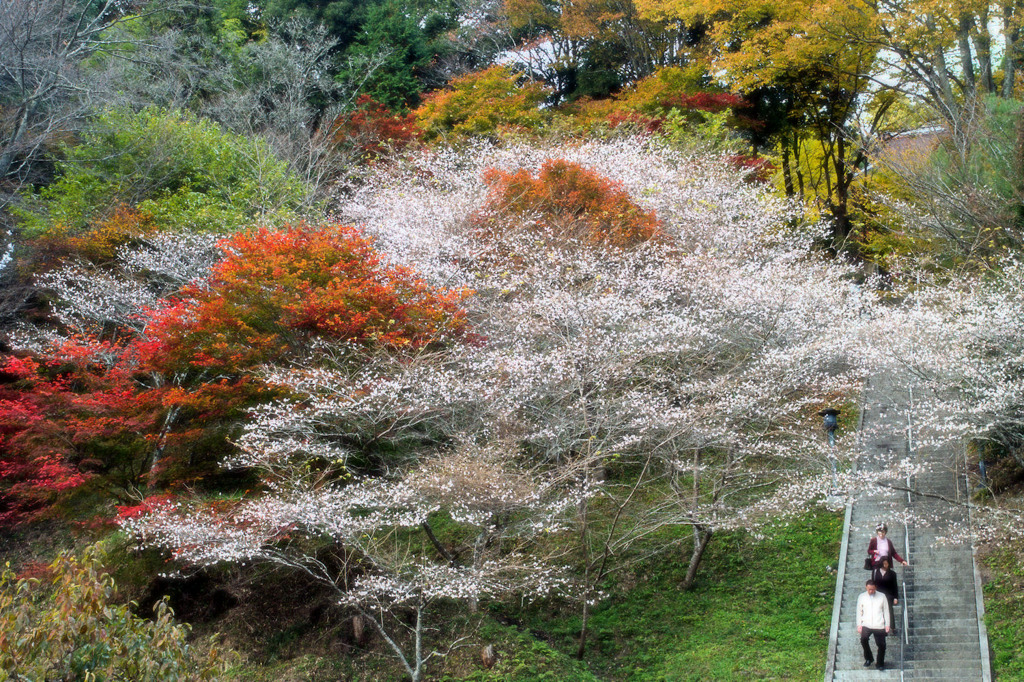四季桜