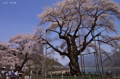荘川桜