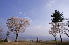 絶景桜
