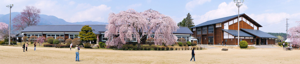 杵原学校のしだれ桜