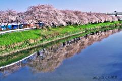 さくら風景