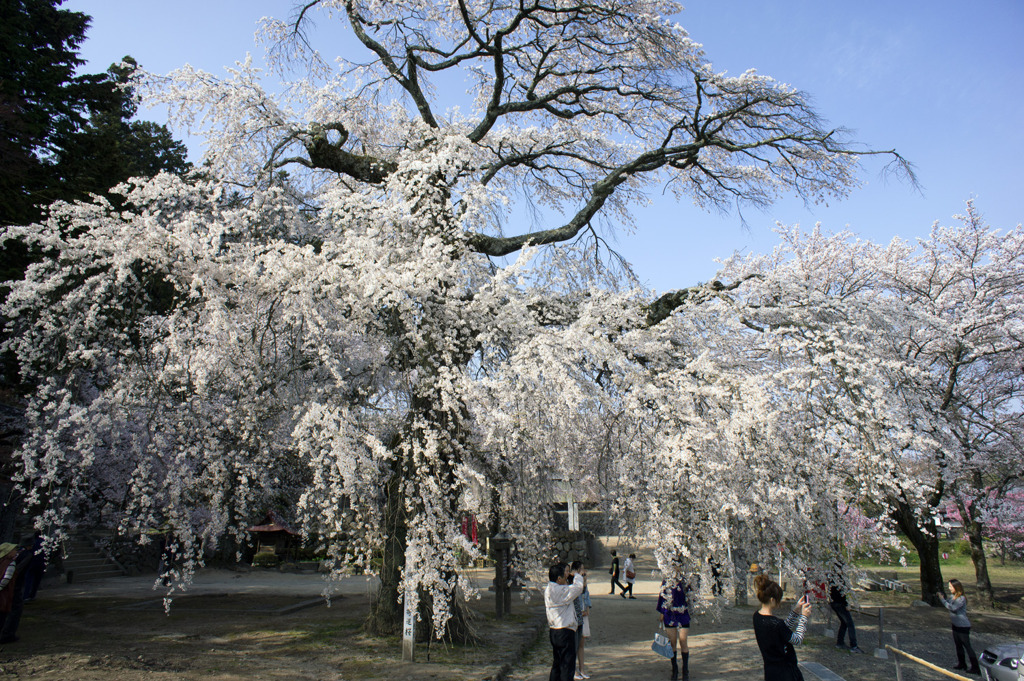 瑠璃寺のしだれ桜