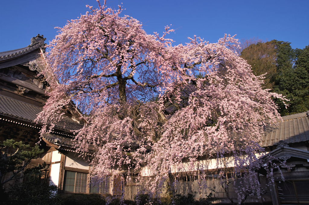 勝泉寺のしだれ桜