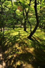 陰