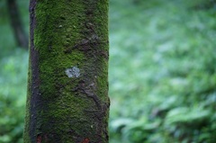 木肌