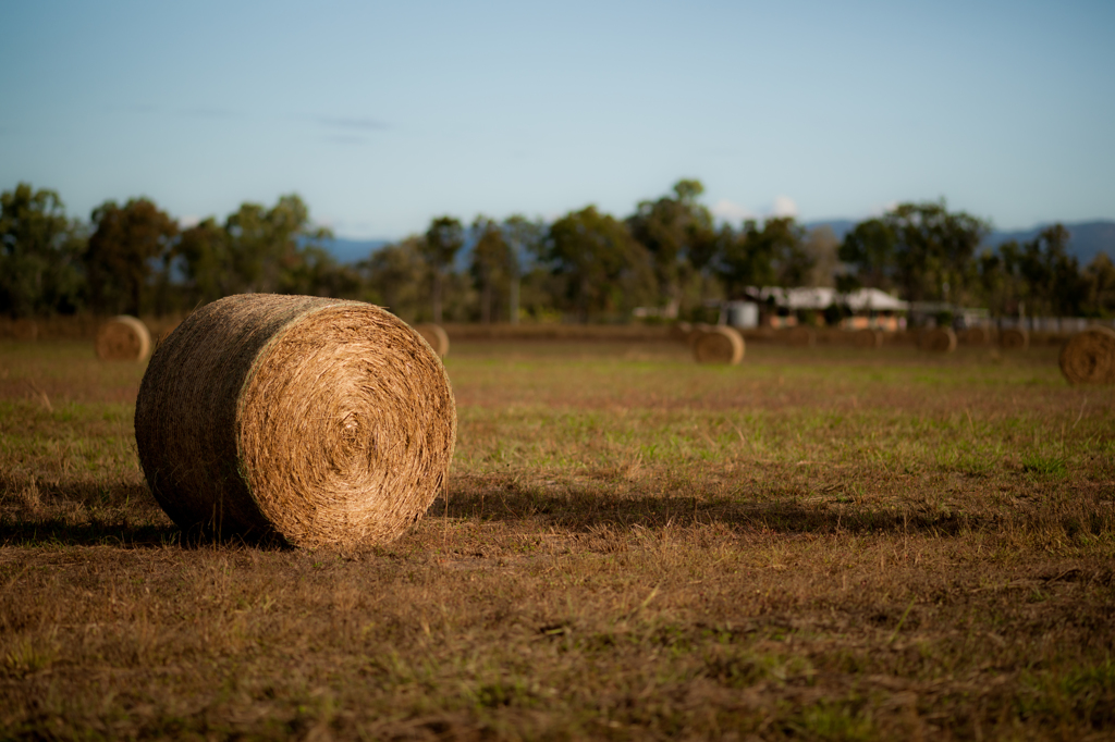 オージーコロン