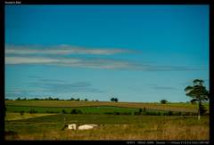 Aussie's field