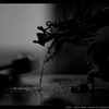 BLACK DRAGON