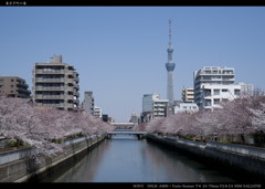 東京下町の春