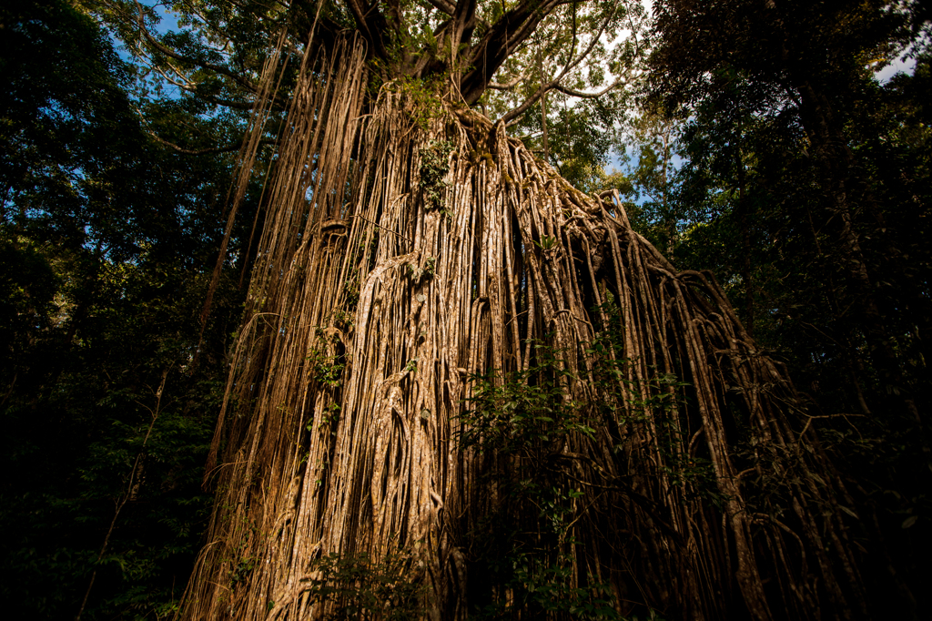 Strangler Fig