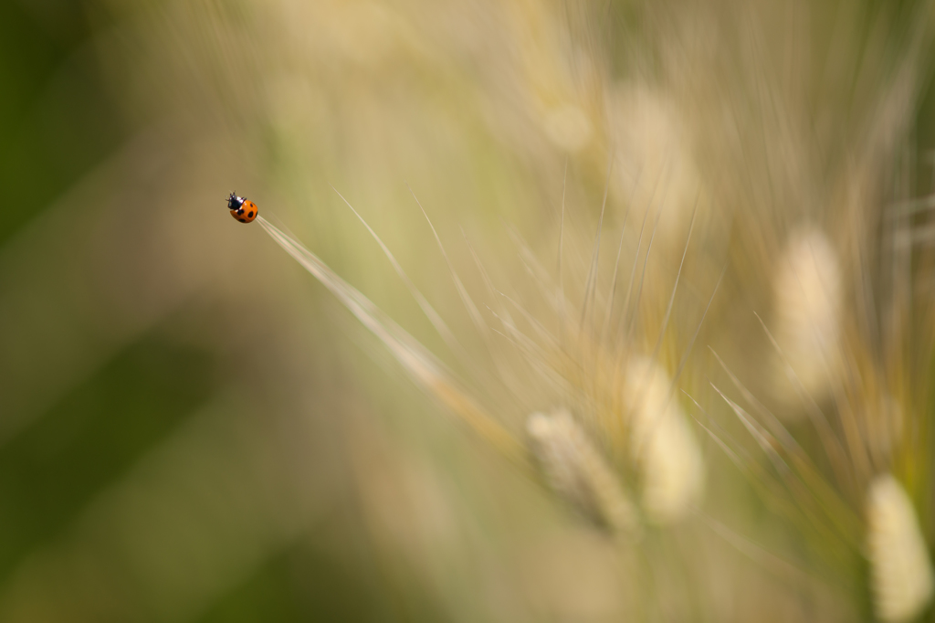 Ladybird