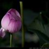 Closed Lotus