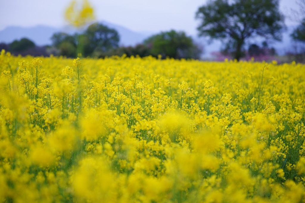 Enclosed by  yellow of Spring