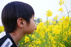 菜の花KISS