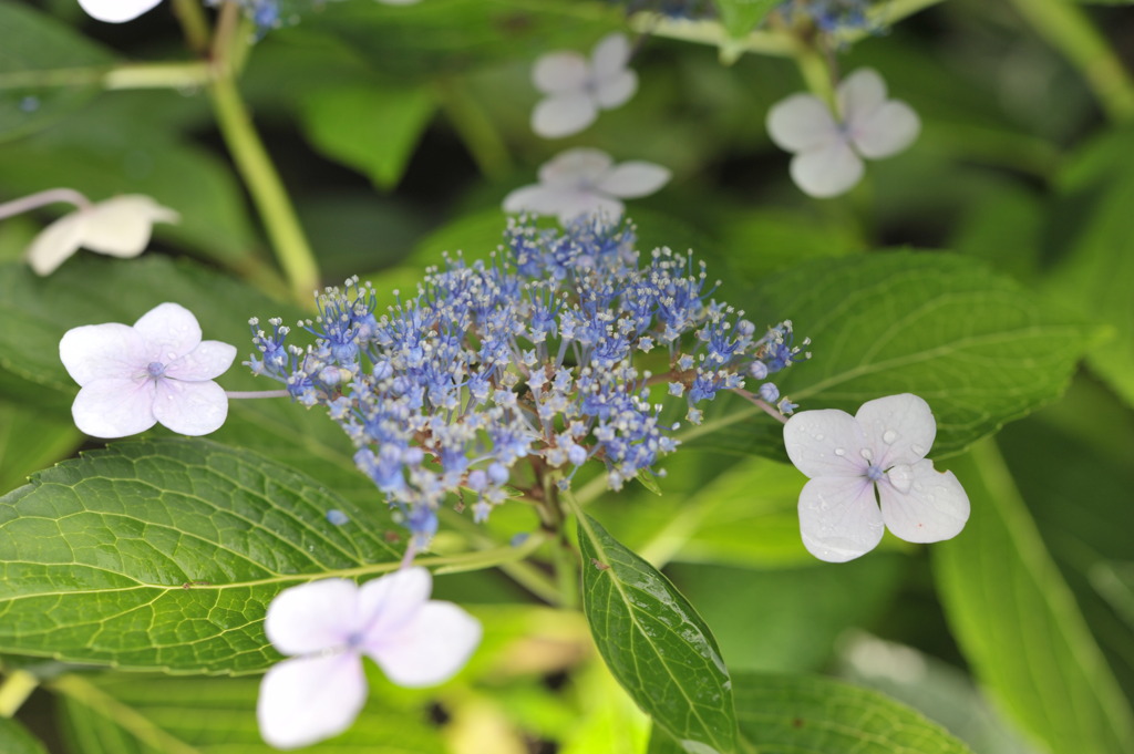 紫陽花３