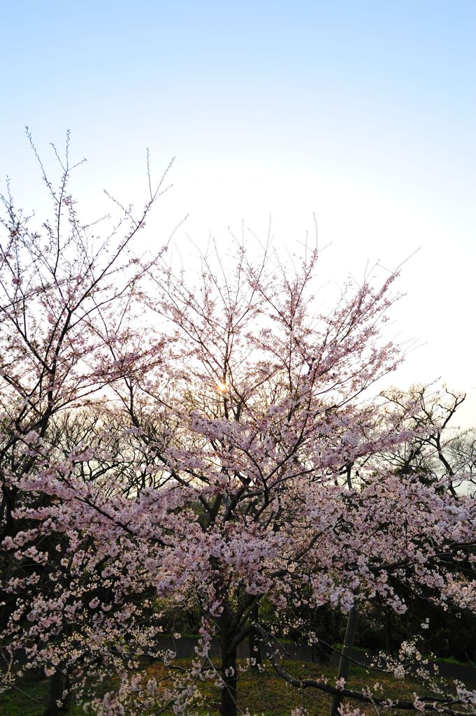 夕日と