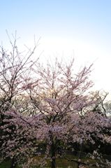 夕日と
