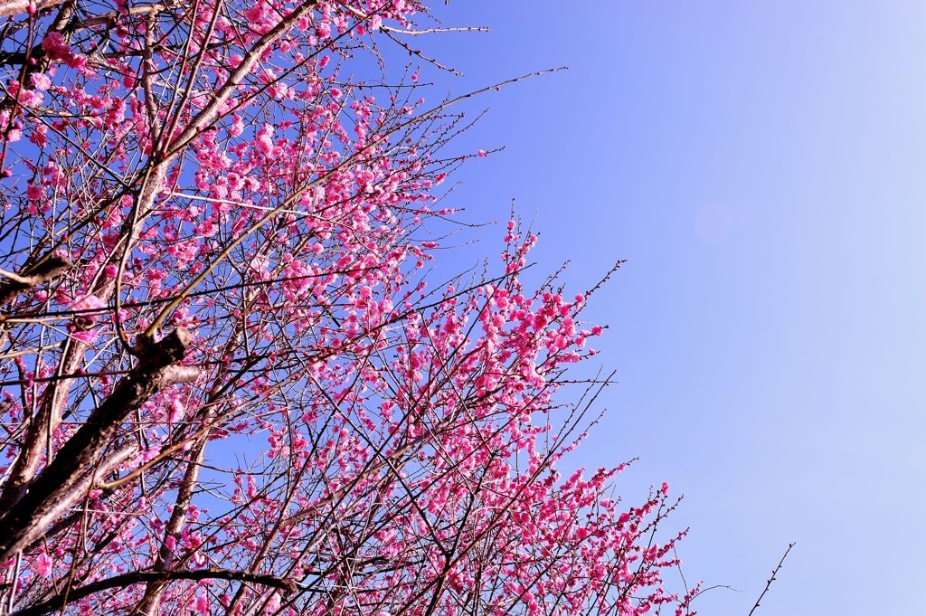 春空に向かって