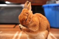 ご飯ください(>_<)