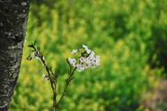 サクラと菜の花