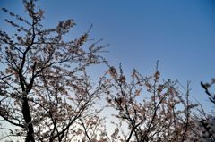 夕暮れの桜