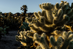 Joshua Tree National Park