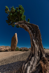 Joshua Tree National Park