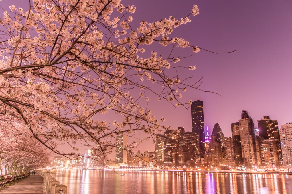 夜桜