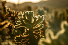 Joshua Tree National Park