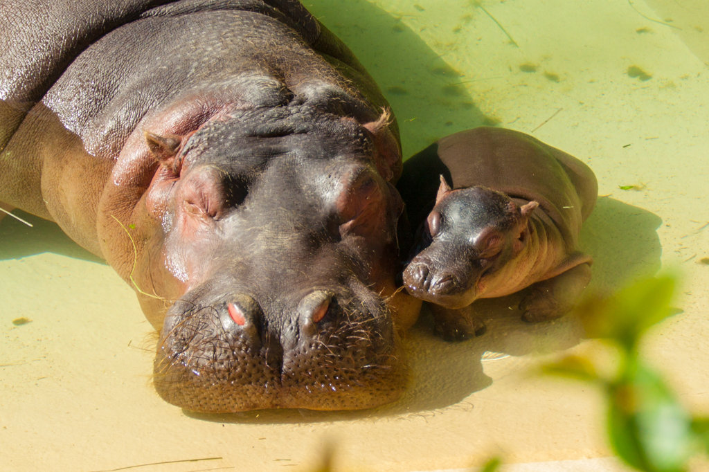 Hippo Baby