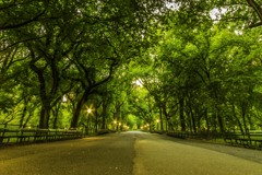 Central Park in the Morning