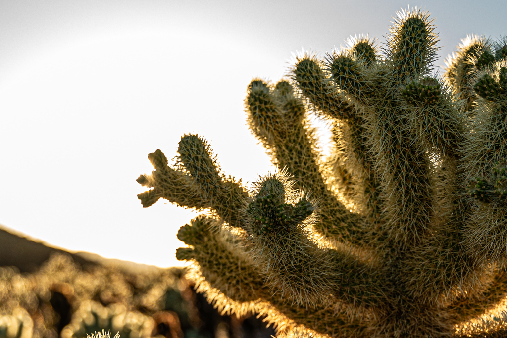 Joshua Tree National Park