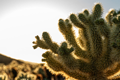 Joshua Tree National Park