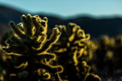 Joshua Tree National Park