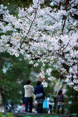 花見の終わりに．．．