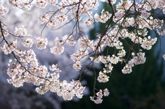 朝日に輝く桜