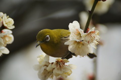 DSC09564