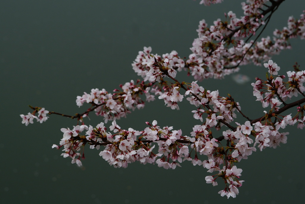 DSC00345