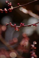 DSC08351